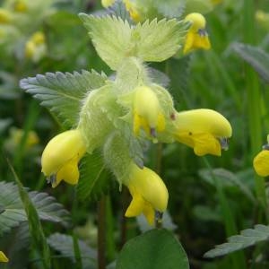 Photographie n°2134949 du taxon Rhinanthus alectorolophus (Scop.) Pollich [1777]