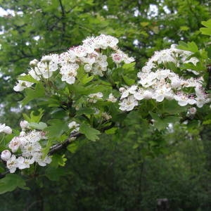 Photographie n°2134954 du taxon Crataegus monogyna Jacq. [1775]