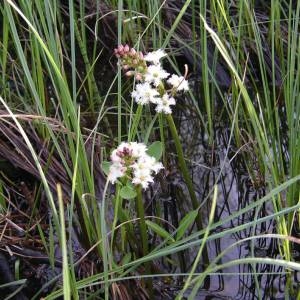 Photographie n°2134985 du taxon Menyanthes trifoliata L. [1753]