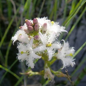 Photographie n°2134986 du taxon Menyanthes trifoliata L. [1753]