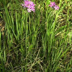 Photographie n°2134987 du taxon Primula farinosa L. [1753]