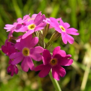 Photographie n°2134988 du taxon Primula farinosa L. [1753]