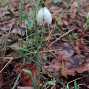 Photographie n°2135024 du taxon Galanthus nivalis L.