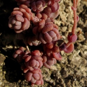Photographie n°2135073 du taxon Sedum dasyphyllum L. [1753]