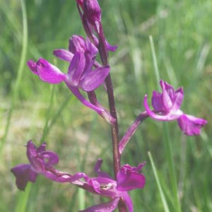 Photographie n°2135087 du taxon Anacamptis laxiflora (Lam.) R.M.Bateman, Pridgeon & M.W.Chase [1997]