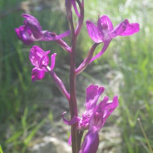 Photographie n°2135089 du taxon Anacamptis laxiflora (Lam.) R.M.Bateman, Pridgeon & M.W.Chase [1997]