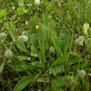 Photographie n°2135206 du taxon Plantago lagopus L. [1753]