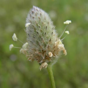 Photographie n°2135207 du taxon Plantago lagopus L. [1753]