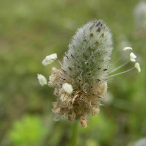 Photographie n°2135208 du taxon Plantago lagopus L. [1753]