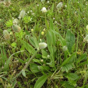 Photographie n°2135209 du taxon Plantago lagopus L. [1753]
