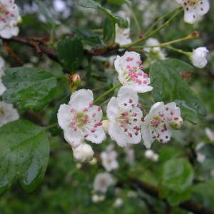 Photographie n°2135220 du taxon Crataegus laevigata (Poir.) DC. [1825]