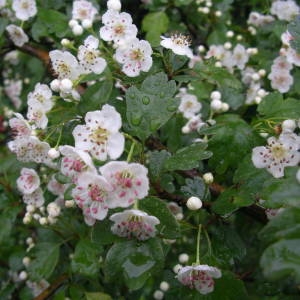 Photographie n°2135223 du taxon Crataegus laevigata (Poir.) DC. [1825]