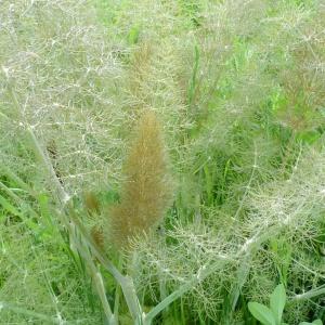  - Foeniculum vulgare 'Bronze' 