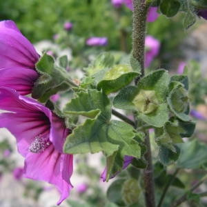 Photographie n°2135237 du taxon Malva arborea (L.) Webb & Berthel. [1837]