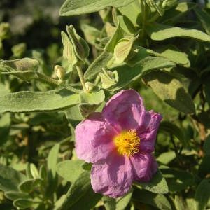 Photographie n°2135318 du taxon Cistus albidus L. [1753]