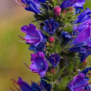 Photographie n°2135328 du taxon Echium vulgare L. [1753]