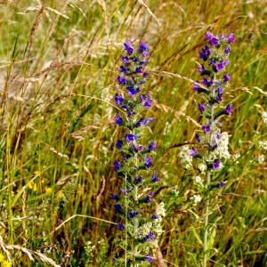 Photographie n°2135330 du taxon Echium vulgare L. [1753]