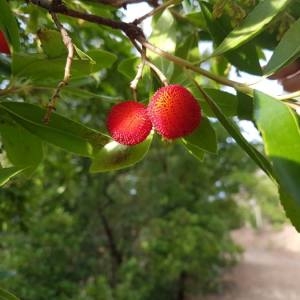 Photographie n°2135334 du taxon Arbutus unedo L. [1753]