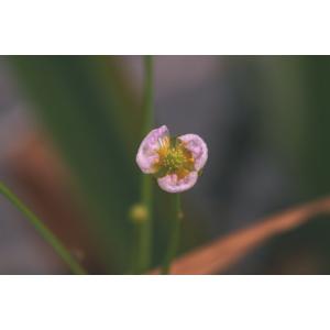 Alisma plantago-aquatica var. pumilum Prahl (Alisma à feuilles de graminée)