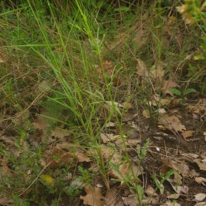 Photographie n°2135379 du taxon Reseda lutea L. [1753]