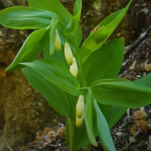 Photographie n°2135392 du taxon Polygonatum odoratum (Mill.) Druce [1906]