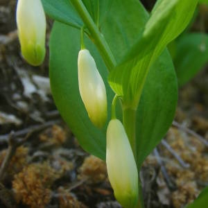 Photographie n°2135393 du taxon Polygonatum odoratum (Mill.) Druce [1906]