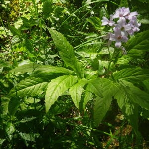 Photographie n°2135396 du taxon Cardamine heptaphylla (Vill.) O.E.Schulz [1903]