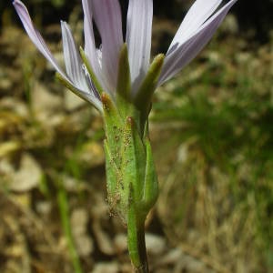 Photographie n°2135410 du taxon Podospermum purpureum (L.) W.D.J.Koch & Ziz