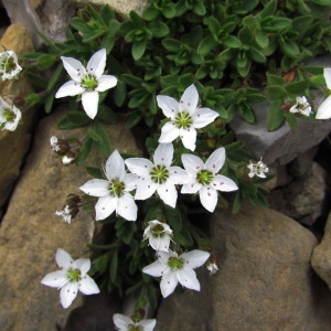 Photographie n°2135412 du taxon Minuartia cerastiifolia (Ramond ex DC.) Graebn. [1918]