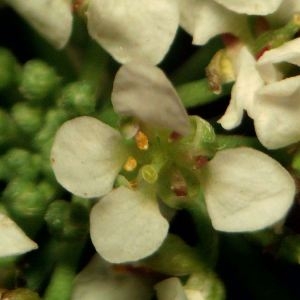  - Lobularia maritima subsp. maritima