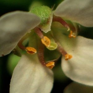  - Lobularia maritima subsp. maritima