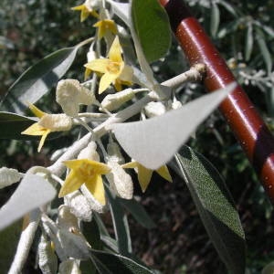 Photographie n°2135444 du taxon Elaeagnus angustifolia L. [1753]