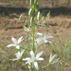 Photographie n°2135449 du taxon Loncomelos narbonensis (L.) Raf. [1840]