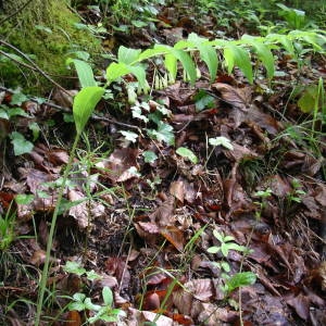 Photographie n°2135516 du taxon Polygonatum multiflorum (L.) All. [1785]