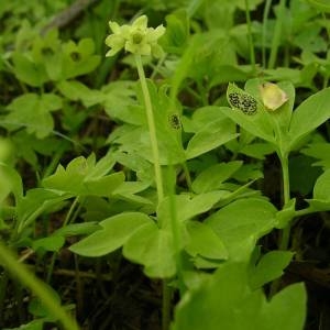 Photographie n°2135519 du taxon Adoxa moschatellina L. [1753]