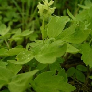 Photographie n°2135521 du taxon Adoxa moschatellina L. [1753]