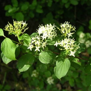 Photographie n°2135526 du taxon Cornus sanguinea L. [1753]