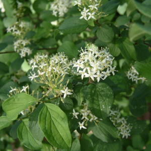 Photographie n°2135527 du taxon Cornus sanguinea L. [1753]