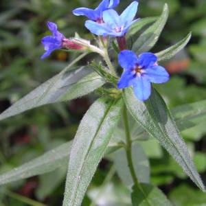 Photographie n°2135539 du taxon Buglossoides purpurocaerulea (L.) I.M.Johnst. [1954]
