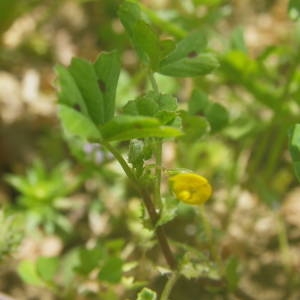 Photographie n°2135563 du taxon Medicago arabica (L.) Huds. [1762]