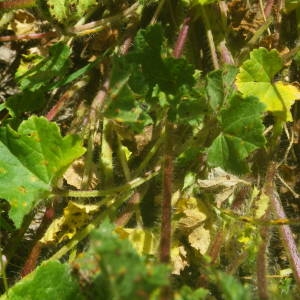 Photographie n°2135577 du taxon Malva setigera Spenn. [1829]