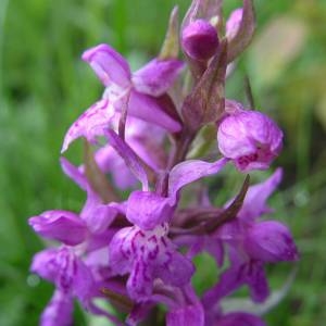 Photographie n°2135603 du taxon Dactylorhiza majalis (Rchb.) P.F.Hunt & Summerh. [1965]