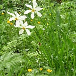 Photographie n°2135612 du taxon Narcissus poeticus L. [1753]