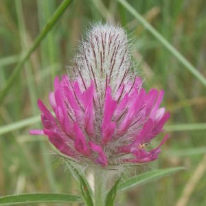 Photographie n°2135644 du taxon Trifolium purpureum Loisel. [1807]