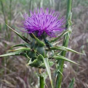 Photographie n°2135668 du taxon Silybum marianum (L.) Gaertn. [1791]