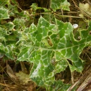 Photographie n°2135670 du taxon Silybum marianum (L.) Gaertn. [1791]