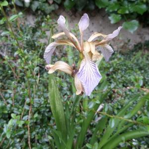 Photographie n°2135673 du taxon Iris foetidissima L. [1753]