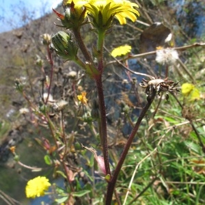 Photographie n°2135682 du taxon Picris hieracioides L.