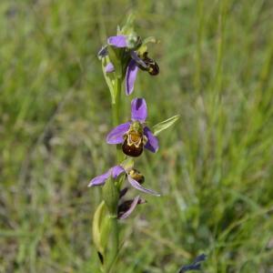 Photographie n°2135684 du taxon Ophrys apifera Huds. [1762]