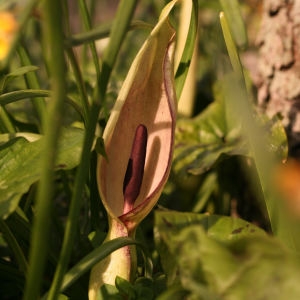 Photographie n°2135692 du taxon Arum maculatum L. [1753]